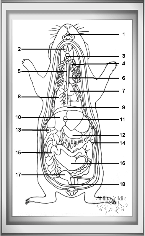 meerschweinchen organe , Zeichnung Meerschweinchen aufgeschnitten