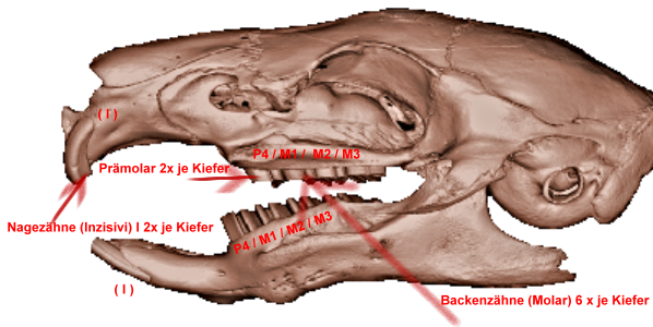 Meerschweinchenzaehne Bezeichnung
