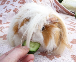 angorameerschweinchen frisst gurke