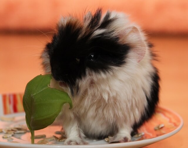 Babymeerschweinchen frisst Basilikumblatt