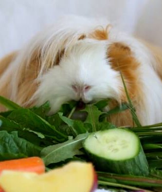 Angorameerschweinchen mit Gemuese Meerschweinchen Landshuter Moppelbande