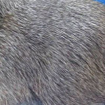 Fellfarbe  Cinnamonagouti