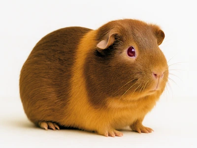 Meerschweinchen in coffee gold vor hellem Hintergrund