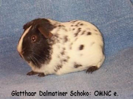 meerschweinchen dalmatiner schoko