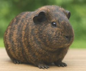 Meerschweinchen schwarz-rot gebrindelt