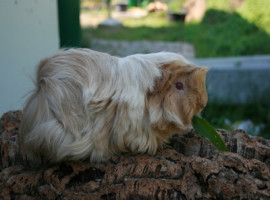 harlekin lilac safran meerschweinchen