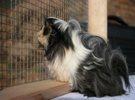 harlekin sepia creme meerschweinchen