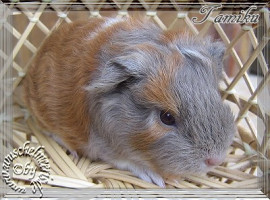 meerschweinchen slateblue gold weiss