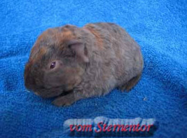 meerschweinchen slateblue gold