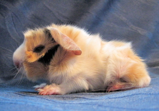 Babymeerschweinchen