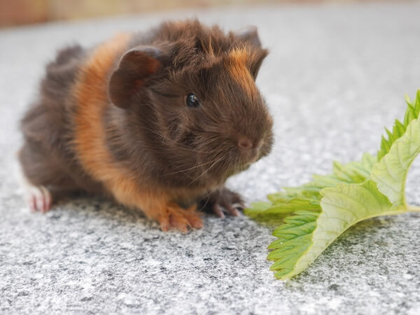 meerschweinchen 1 Tag alt