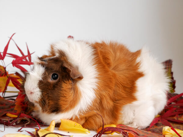 schoko-gold-weißes Meerschweinchen auf Herbstlaub
