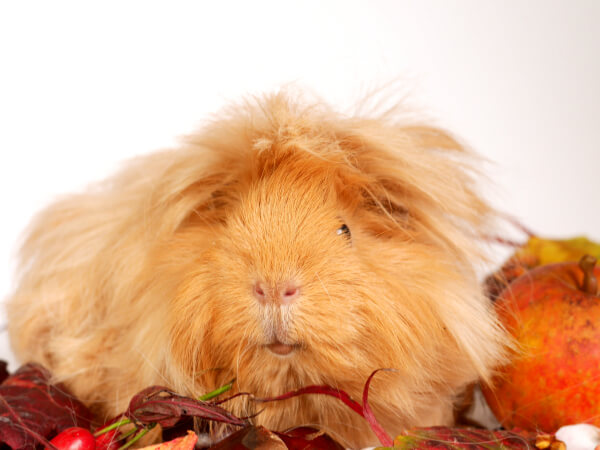 Angorameerschweinchen Irish Girl 