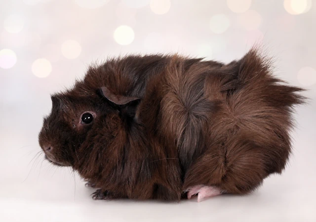 cocobella1