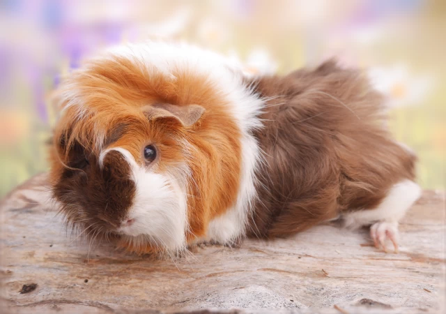 ein Meerschweinchen mit brauner Nase und braun-weiß.goldenem Fell sitzt auf einem Baumstamm