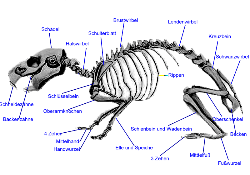 meerschweinchenskelett