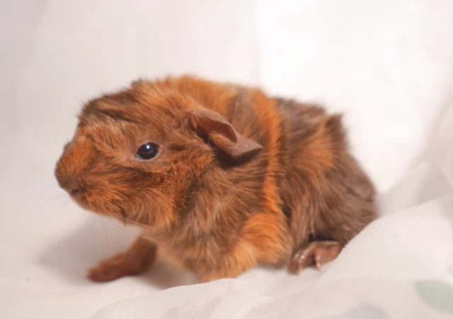 ischgel2