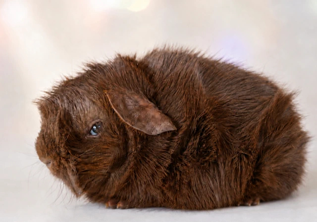 elchoco2