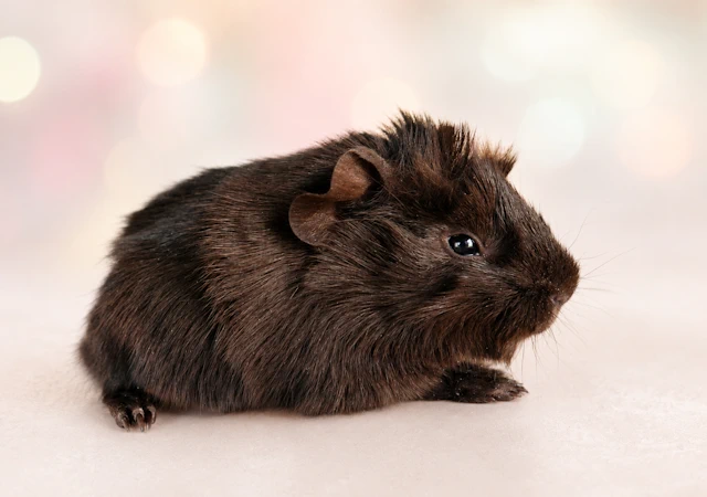 henriette1