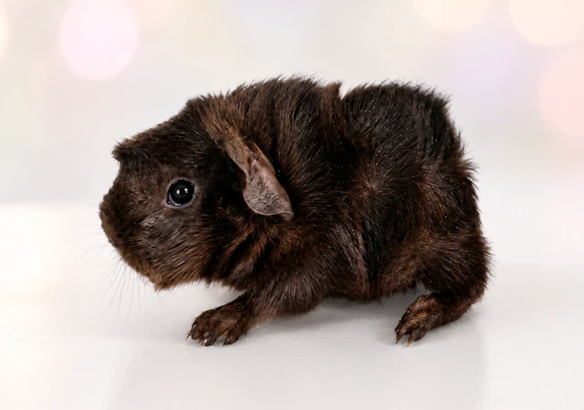 petitechocolate1