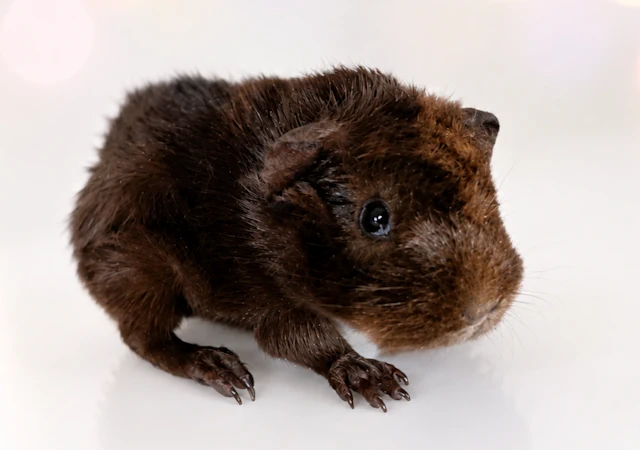 petitechocolate2