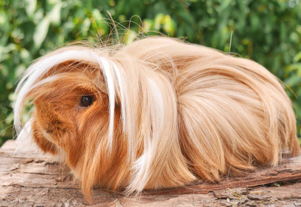 weiss-braunes Meerschweinchen auf grüner Wiese