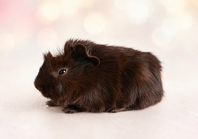 Henriette 2
