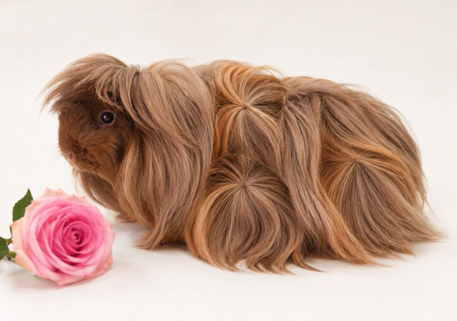 Meerschweinchen Rubinia