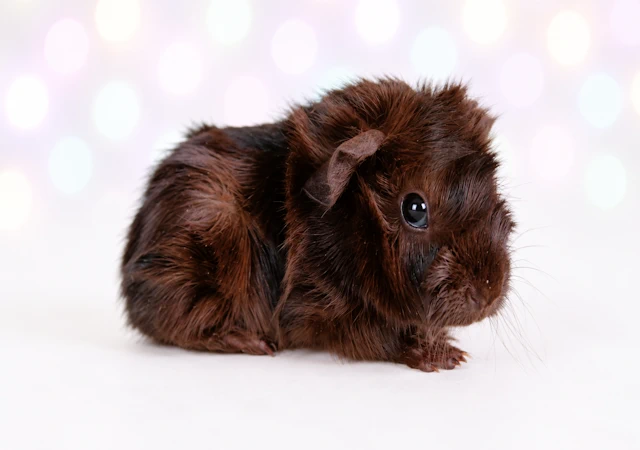 Meerschweinchen Gräfin Kakao