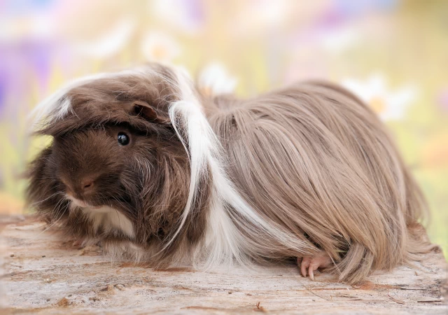 Meerschweinchen Beppo