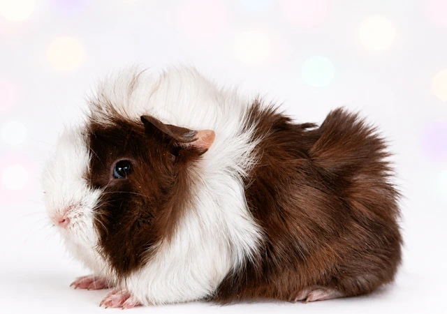 Meerschweinchen Barolo
