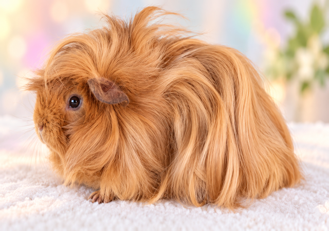 Meerschweinchen Edelmann
