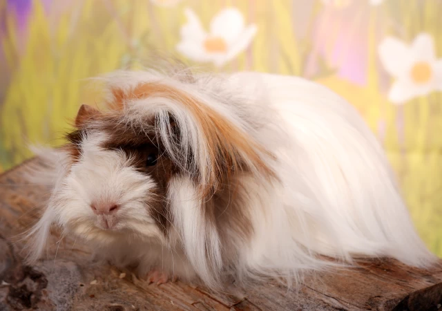 Meerschweinchen Falco