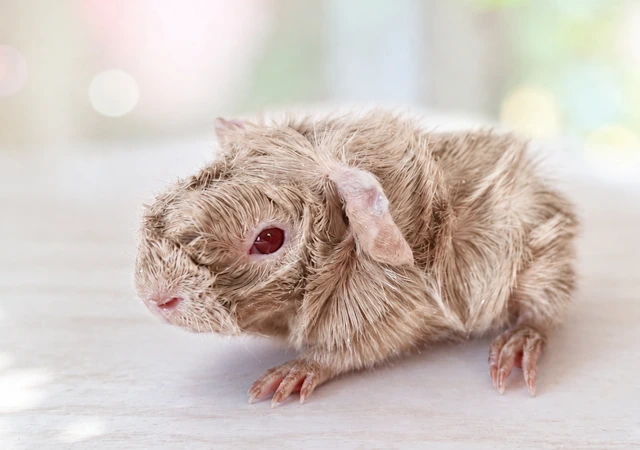 Meerschweinchen Latte Macchiato
