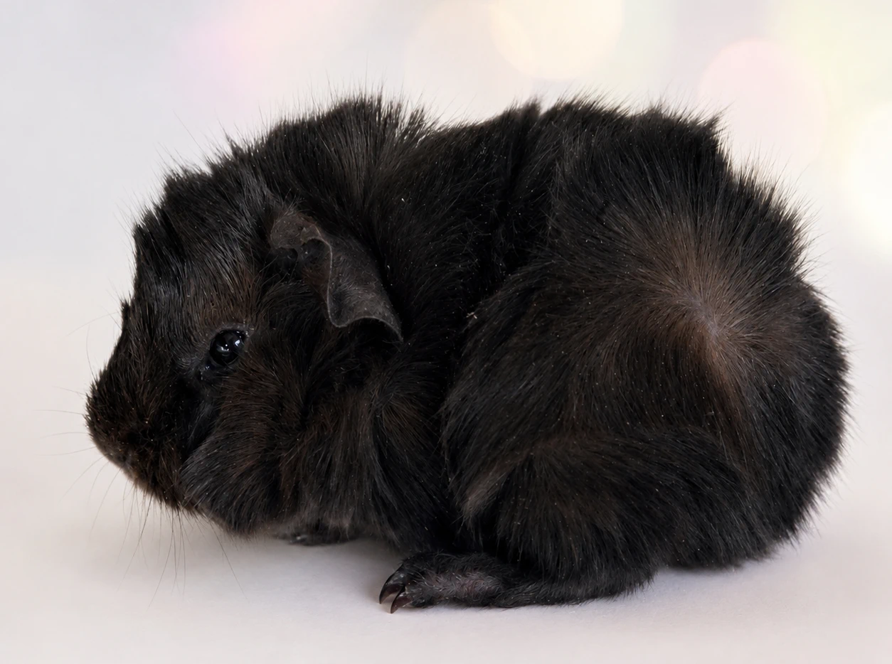 Meerschweinchen Nogger