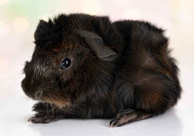 Meerschweinchen Owambe