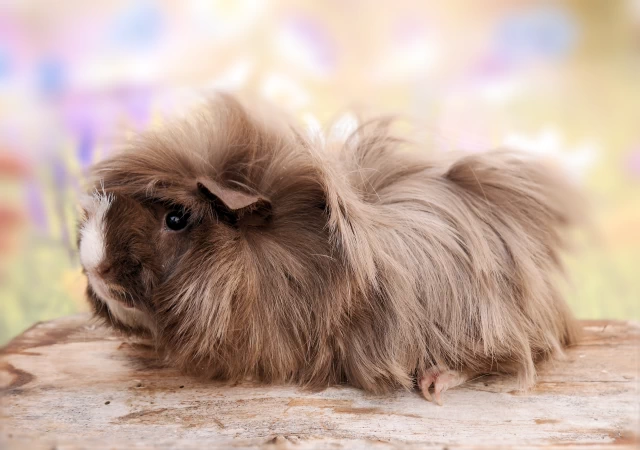 Meerschweinchen Brownie
