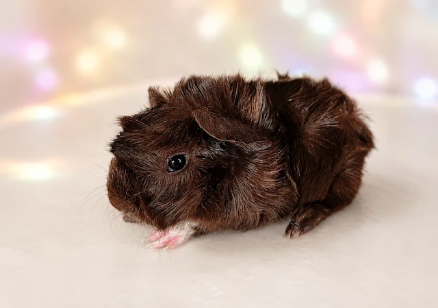 Meerschweinchen Pepite