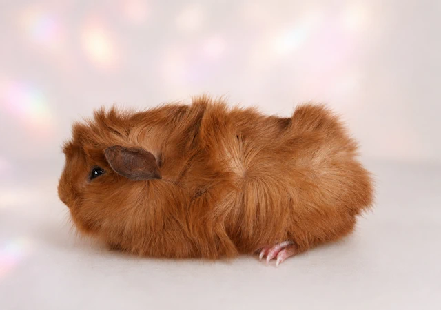 Meerschweinchen Frizzante
