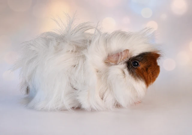 Meerschweinchen Dipsy