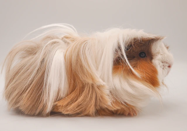 Meerschweinchen Elba